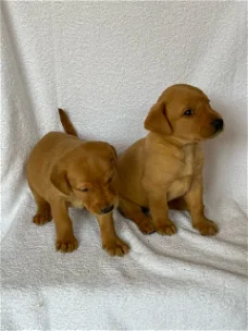 Labrador Retriever-puppy's
