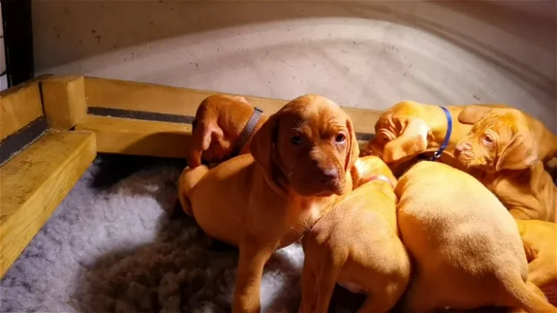 Hongaarse Vizsla-puppy's - 0