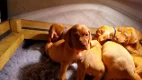 Hongaarse Vizsla-puppy's - 0 - Thumbnail