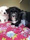 Prachtige raszuivere Havanezer puppy's - 0 - Thumbnail