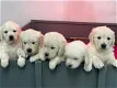 Golden Retriever Puppies Kennel Club geregistreerd - 0 - Thumbnail