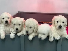 Golden Retriever Puppies Kennel Club geregistreerd