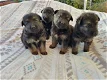 Duitse Herder Puppies - 0 - Thumbnail