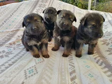 Duitse Herder Puppies