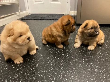 Knuffelige Chow Chow-puppy's - 0