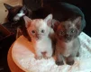 Prachtige Birmaanse kittens - 0 - Thumbnail