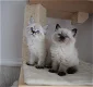 Siberische Kittens - 0 - Thumbnail
