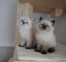 Siberische Kittens