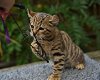 Prachtige Savannah kittens - 0 - Thumbnail