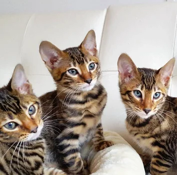 Mooie Toyger-katjes - 0