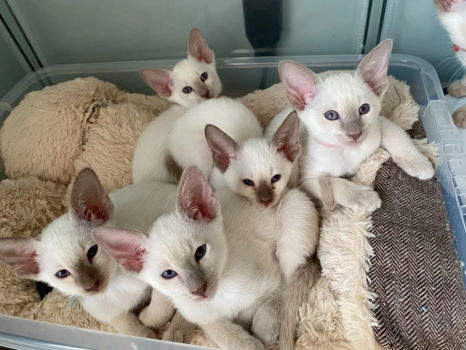 Siamese kittens met blauwe ogen van topkwaliteit - 0