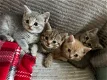 Britse korthaar kittens - 0 - Thumbnail