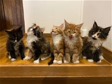 Stamboom Maincoons kittens