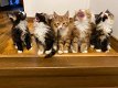 Stamboom Maincoons kittens - 1 - Thumbnail