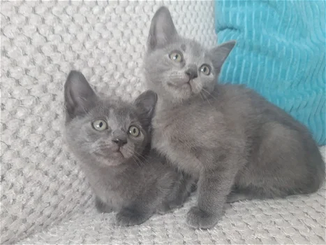 Russische blauwe kittens - 0