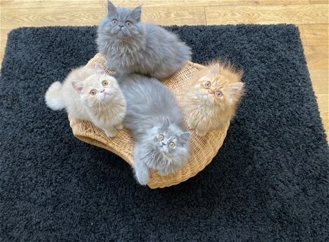 Perzische Kittens - 0