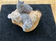 Perzische Kittens - 0 - Thumbnail