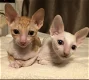 Cornish Rex-kittens beschikbaar - 0 - Thumbnail