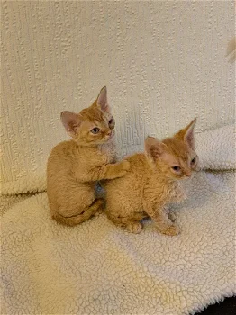 Devon Rex Kittens Whatsapp +31622062421 - 0