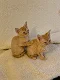 Devon Rex Kittens Whatsapp +31612817348 - 0 - Thumbnail