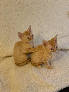 Devon Rex Kittens Whatsapp +31622062421