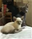Oosterse kittens Whatsapp +31612817348 - 0 - Thumbnail