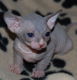 Prachtige Sphynx-kittens Whatsapp +31622062421 - 0 - Thumbnail