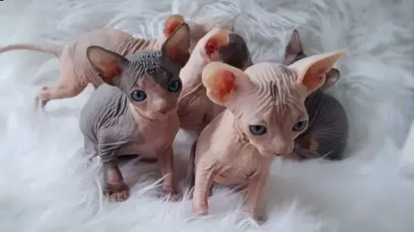 Prachtige Sphynx-kittens Whatsapp +31612817348 - 1