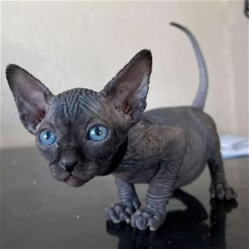 Prachtige Sphynx-kittens Whatsapp +31612817348 - 2