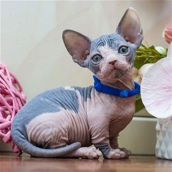 Prachtige Sphynx-kittens Whatsapp +31612817348 - 3