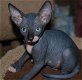 Prachtige Sphynx-kittens Whatsapp +31622062421 - 4 - Thumbnail