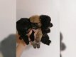 pomeranian Pups - 0 - Thumbnail