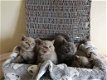 Brits Korthaar en langhaar kittens - 0 - Thumbnail