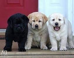 Chocoladebruine,wit, grijs en zwart labrador pups - 0