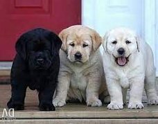 Chocoladebruine,wit, grijs en zwart labrador pups