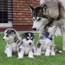 Schattige Siberische Husky pups zoeken een nieuwe thuis!