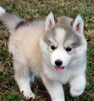 siberische husky pups - 0