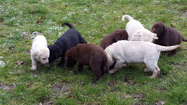 Schitterende labrador pups - 0