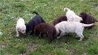 Schitterende labrador pups - 0 - Thumbnail