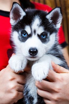 Husky pupjes te koop! - 0