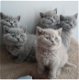 Prachtige Britskorthaar kittens - 0 - Thumbnail