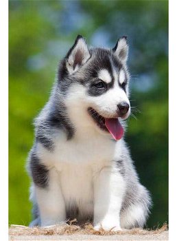 AANBIDDELIJKE SIBERISCHE HUSKY PUPPIES - 0