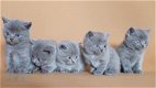 Prachtige Britse Korthaar Kittens - 0 - Thumbnail