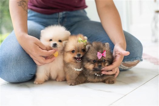 pomeranian pups t-cup en mini - 0