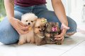 pomeranian pups t-cup en mini - 0 - Thumbnail