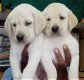 Labrador pups. - 0 - Thumbnail