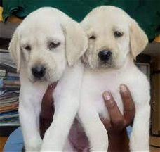 Labrador pups.
