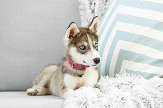 Siberische Husky-puppy's met hele mooie blauwe ogen klaar om te gaan. - 0