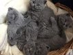 Brits korthaar kittens - 0 - Thumbnail