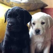 labrador pups beschikbaar - 0